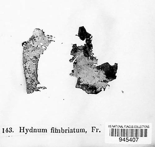 Steccherinum fimbriatum image